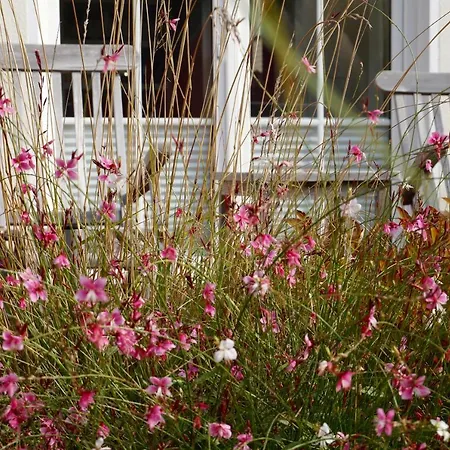 Ferienhaus Windrose Breege